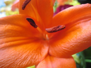 fleur orange