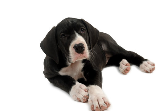 Great Dane Puppy