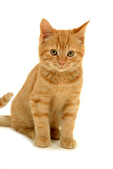 sweet kitten on white background