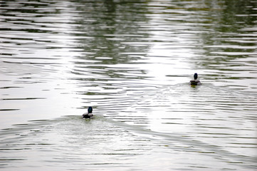 duck swimming in a lake