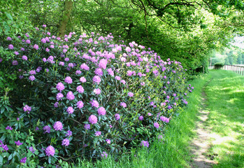 rhododendrons