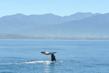 Fototapeta na wymiar sperm whale fin