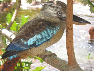 kookaburra on a branch