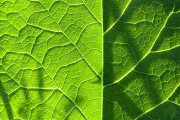structure of a green leaf - obrazy, fototapety, plakaty