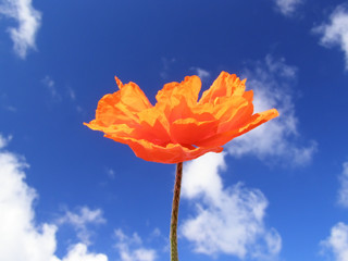 orange poppy