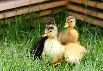 four little duckling