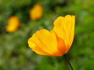 Fototapeta premium orange poppy
