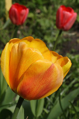 red and yellow tulip