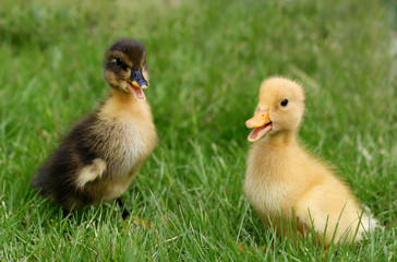 cute little ducklings