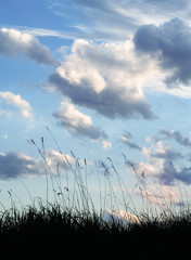 meadow and clouds