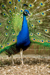 Obraz premium peacock feathers wide open