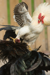 cock fight closeup © Jos Wissink