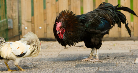 rooster stand-off © Jos Wissink