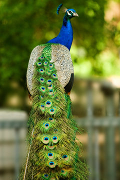 Fototapeta beautiful peacock