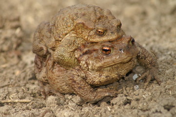 frosch vermehrung
