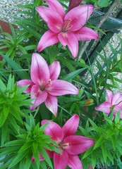 three tiger lillies