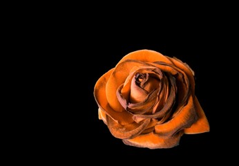 Fototapeta na wymiar dead róża