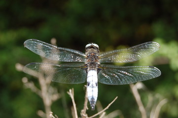 libellule