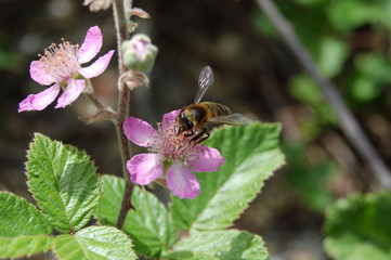 Fototapeta premium abeille fleur
