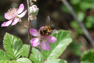 abeille posee