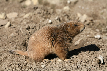 hörnchen