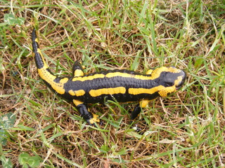 salamandre