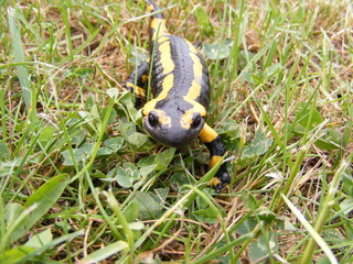 salamandre
