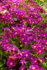 purple primula