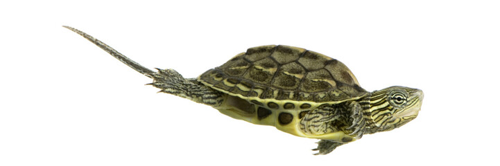 tortue