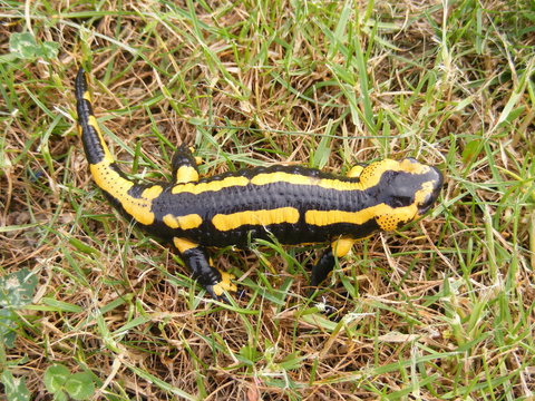 salamandre
