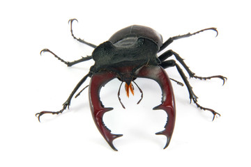 male stag-beetle