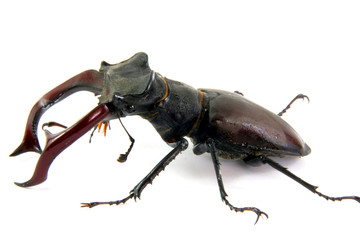 male stag-beetle