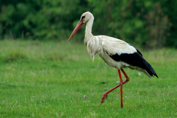 stork