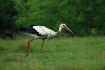 stork