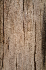 texture bois