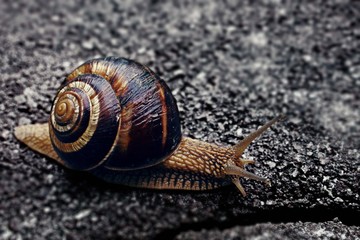 snail