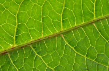 leaf