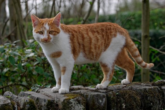 chat roux 2