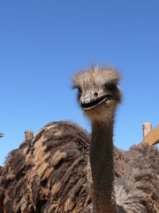 Young ostriches on a farm