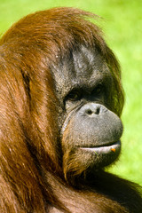 female orangutan