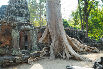 banteay kdei tree