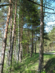 silence at forest roadside.