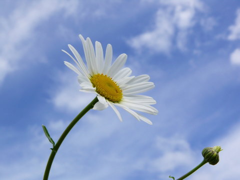 margaritte