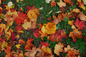 maple leaves carpet