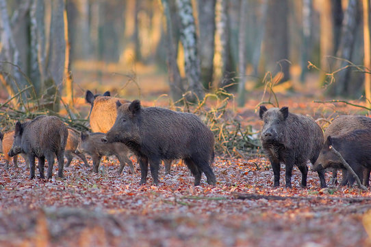 sanglier