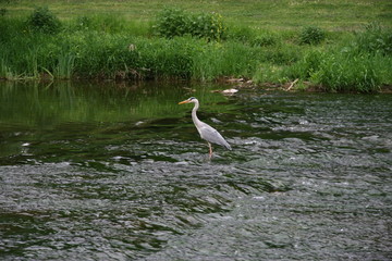 fischreiher im fluss bei der jagd