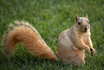 cute begging  squirrel