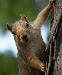 squirrel on tree