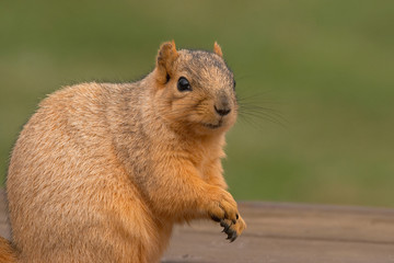 cute begging  squirrel