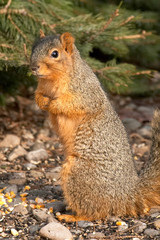 cute squirrel standing